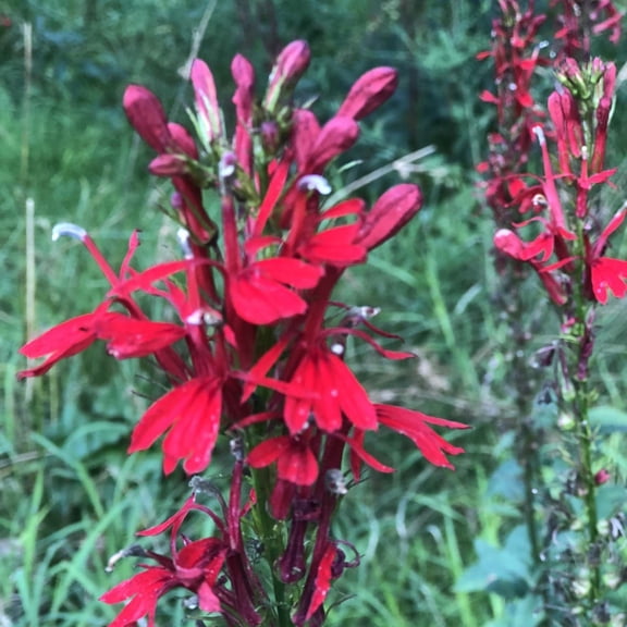 Cardinal Flower Seeds (Lobelia cardinalis) 1000 Organic Seeds (0.1 grams) by Smoke Camp Crafts - Scarlet Lobelia