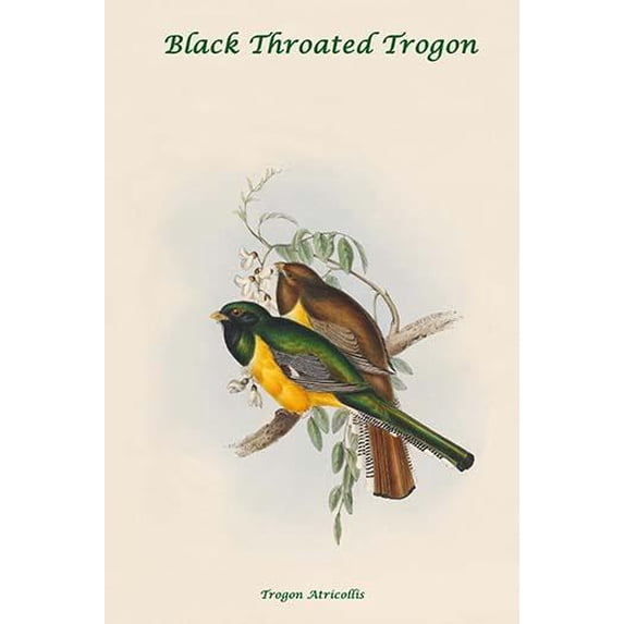 Trogon Atricollis - Black Throated Trogon-Fine Art Canvas Print (20" x 30")