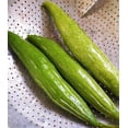thumbnail image 4 of TomorrowSeeds - Buag Ngu Snake Gourd Seeds - 10+ Count - For 2025 Planting White Striped Green, 4 of 11