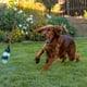 thumbnail image 2 of Outward Hound Tail Teaser Durable Dog Wand with Soft Plush Toys multicolor, 2 of 8
