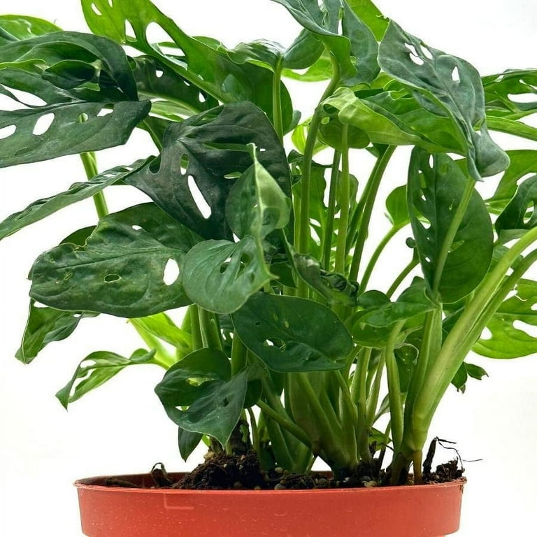Swiss Cheese Plant, 6 inch Pot, Monstera Adansonii, Five Holes Vine Big  Indoor House Plant - Walmart.com