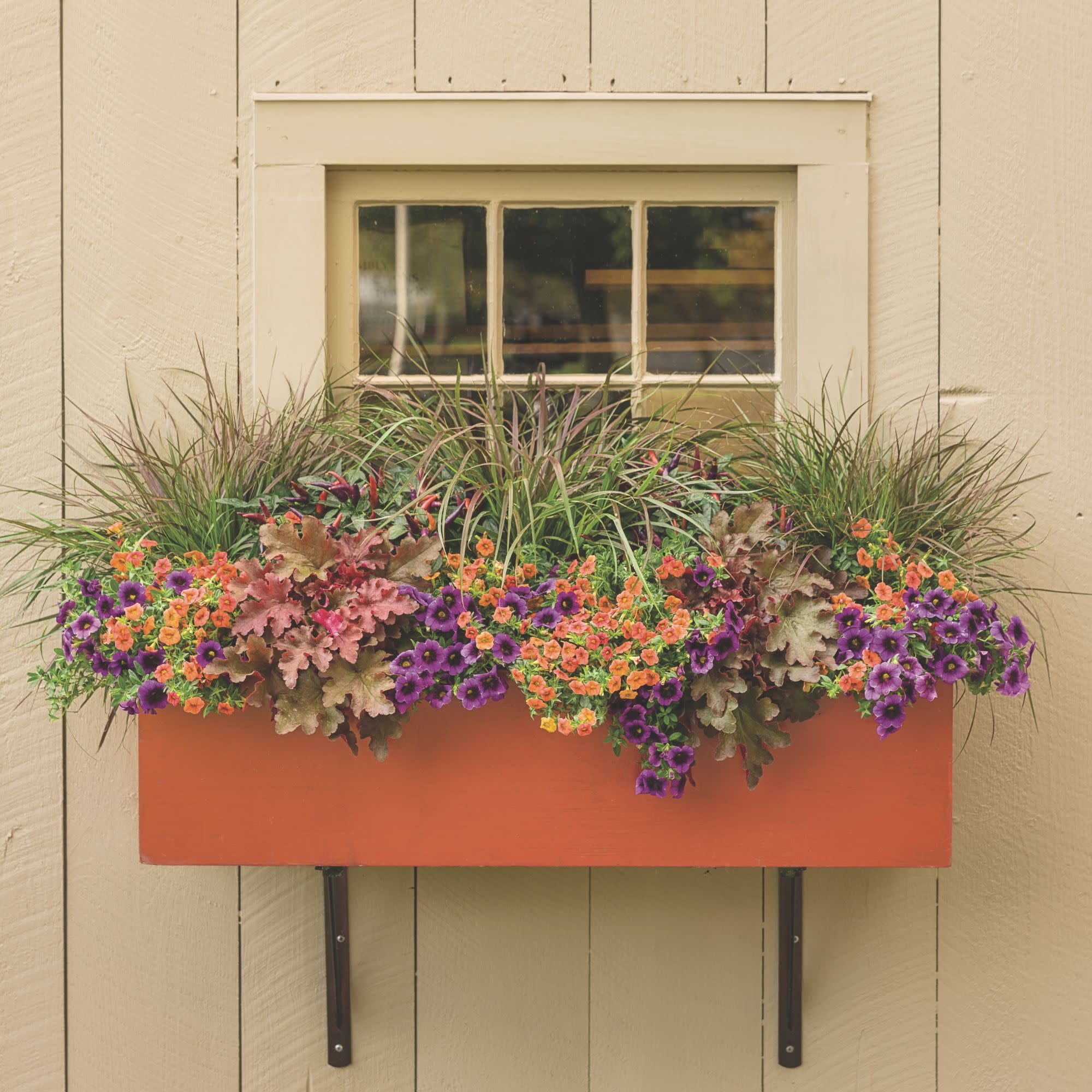 Proven Winners 4" Orange Superbells Dreamsicle Calibrachoa Live Plant in 4.25" Pot (4 Count)