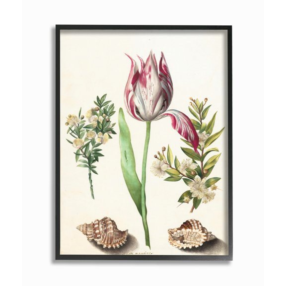 Stupell Industries Exotic Tropical Pink Floral Illustration with Nautical Shells Framed Wall Art Design by Ziwei Li, 16" x 20", Black Framed