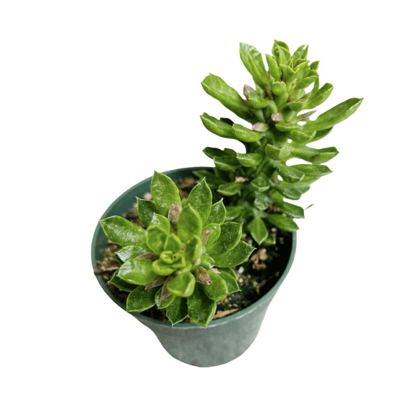 Live Cactus and Succulent Plants 4" Pot Euphorbia guentheri