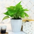 thumbnail image 3 of Self Watering Planter Pot  5.9inch Self Watering Planter White Flower Plant Pot with Wick Rope  Decorative Automatic Water-Absorbing Planter Pot for House Plants  Flowers - by, 3 of 9