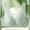 Green GNL, variant on YLOMAY Woman Bra Underwear Womens Lace No Underwire Bras Solid Color Comfy Stylish Brassiere Loose Daily Wear Beige 40/90C