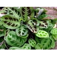 thumbnail image 4 of Hirt's Green Prayer Plant - Maranta - 2 Pack 3" Pots, 4 of 4
