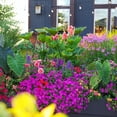 thumbnail image 5 of Proven Winners 8" Island Giants Coffee Cups Elephant Ear Live Plant in 6.5" Pot, 5 of 9