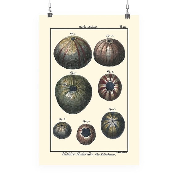 Sea Shell Iv Poster - Denis Diderot Designs,