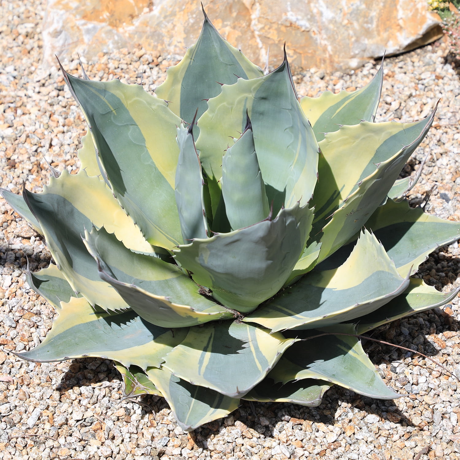 Altman Plants Rare Agave (ovatifolia) Orca Whale Unique Succulent Plant in 3.5" Grower Pot
