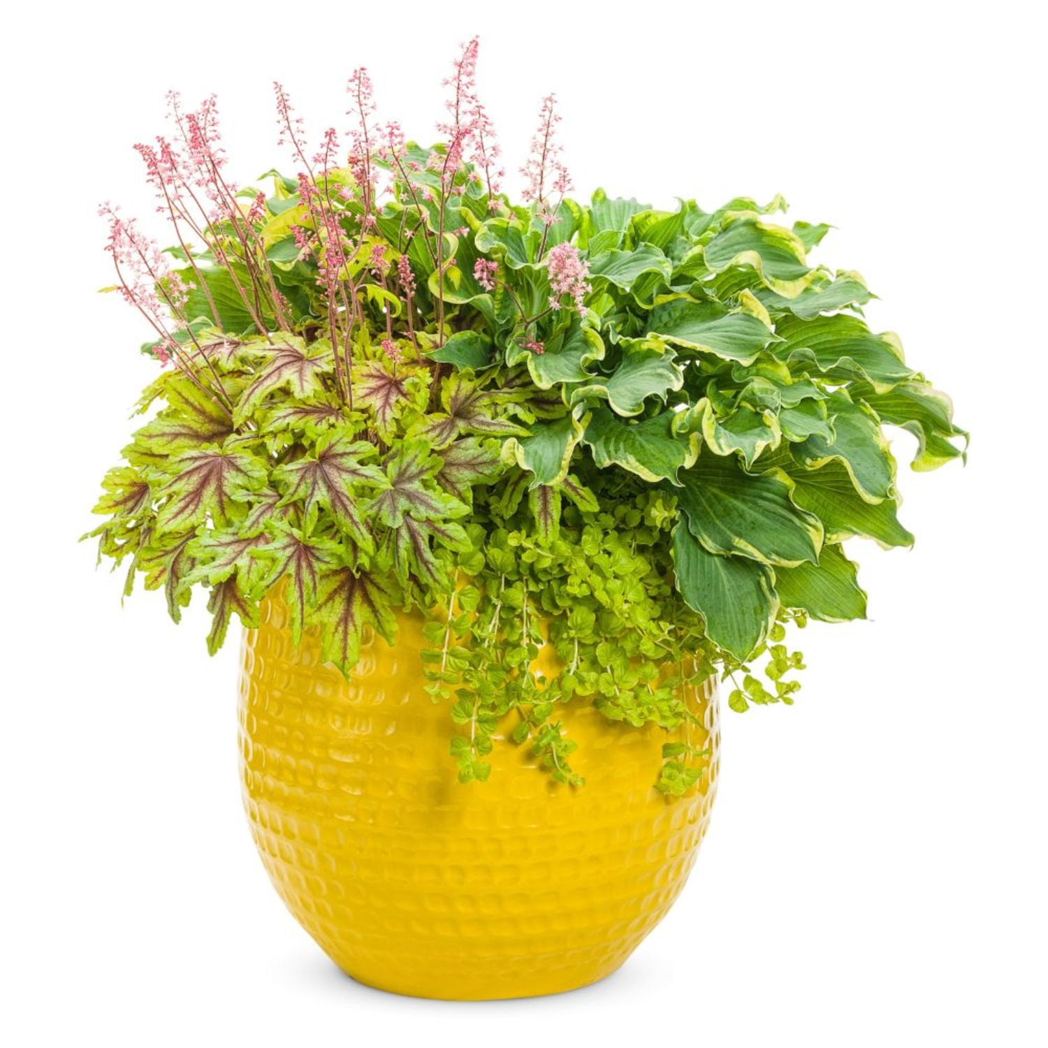 Proven Winners 6" Yellow Fun and Games 'Eye Spy' Foamy Bells Live Plant in 6.5" Pot