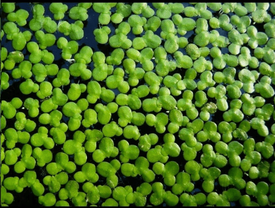 1000+ Duckweed + 100+ Giant Duckweed Live Aquarium & Pond Floating Plants