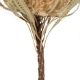 thumbnail image 5 of Vickerman 12" Natural Banksia Flower. Includes 25 Stems per Pack. Dried, 5 of 6