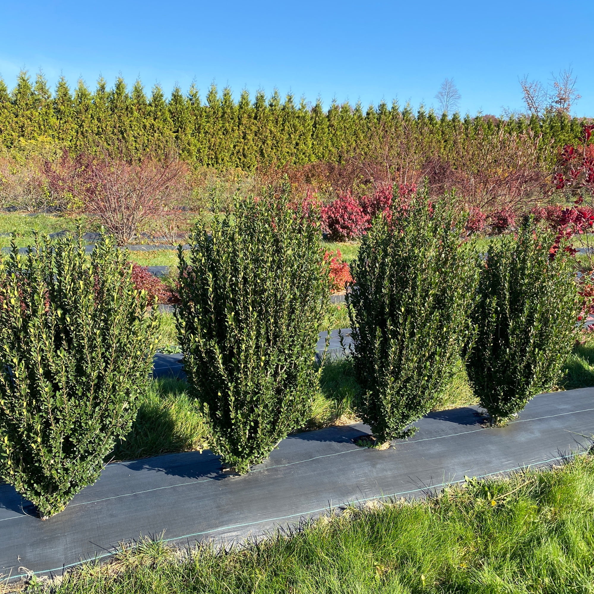 Proven Winners ColorChoice 5" Hedge Box Japanese Holly Live Plant in 4.5" Pot (4 Count)