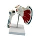 thumbnail image 4 of Modelo de articulación del hombro humano, modelo de articulación del hombro del ligamento, anatómico incluye soporte, muestra de ayuda para enseñar, 4 of 10