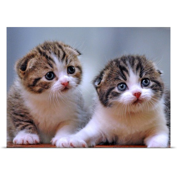 Great BIG Canvas Cacang Effendi Poster Print entitled Scottish Fold Kittens