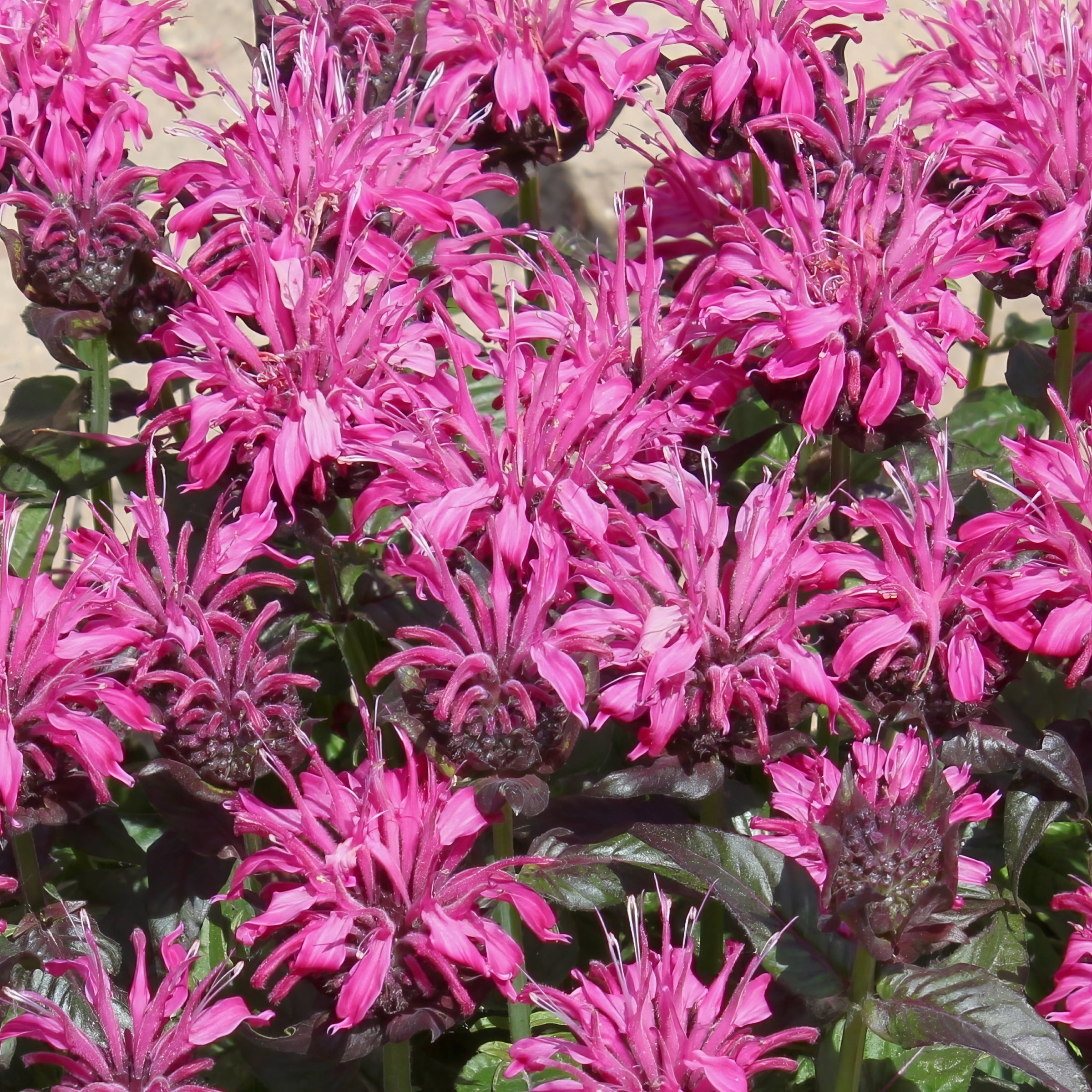 3.25 in. Monarda Bee-Mine Pink Beebalm Plant (3-Pack)
