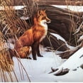 thumbnail image 3 of Robert Bateman "Wily and Wary- Red Fox" CUSTOM FRAMED Art Generic, 3 of 3