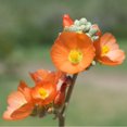 thumbnail image 3 of Earthcare Seeds - Globemallow Munro's 1000 Seeds (Sphaeralcea munroana) Heirloom - Open Pollinated, 3 of 6