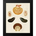 thumbnail image 2 of Knorr, G.W. 12x14 Black Modern Framed Museum Art Print Titled - Knorr Shells I, 2 of 5