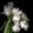 Unframed, variant on Art.com Frayed Tulips Photographic Print by Magda Indigo, 30" x 30"