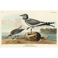thumbnail image 3 of Audubon, John James 14x10 Black Modern Framed Museum Art Print Titled - Fork-tailed Gull, 3 of 5