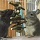 thumbnail image 5 of Juguetes para masticar, palitos de manzana naturales, ramas de manzano, juguetes para rechinar los dientes para conejos, chinchillas, hámsteres y cobayas, 5 of 5
