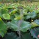 thumbnail image 5 of 18 tubos Wind Chime Yard Garden Outdoor Living Wind Chimes Decor (plateado) Ndcxsfigh Nuevos Originales, 5 of 7