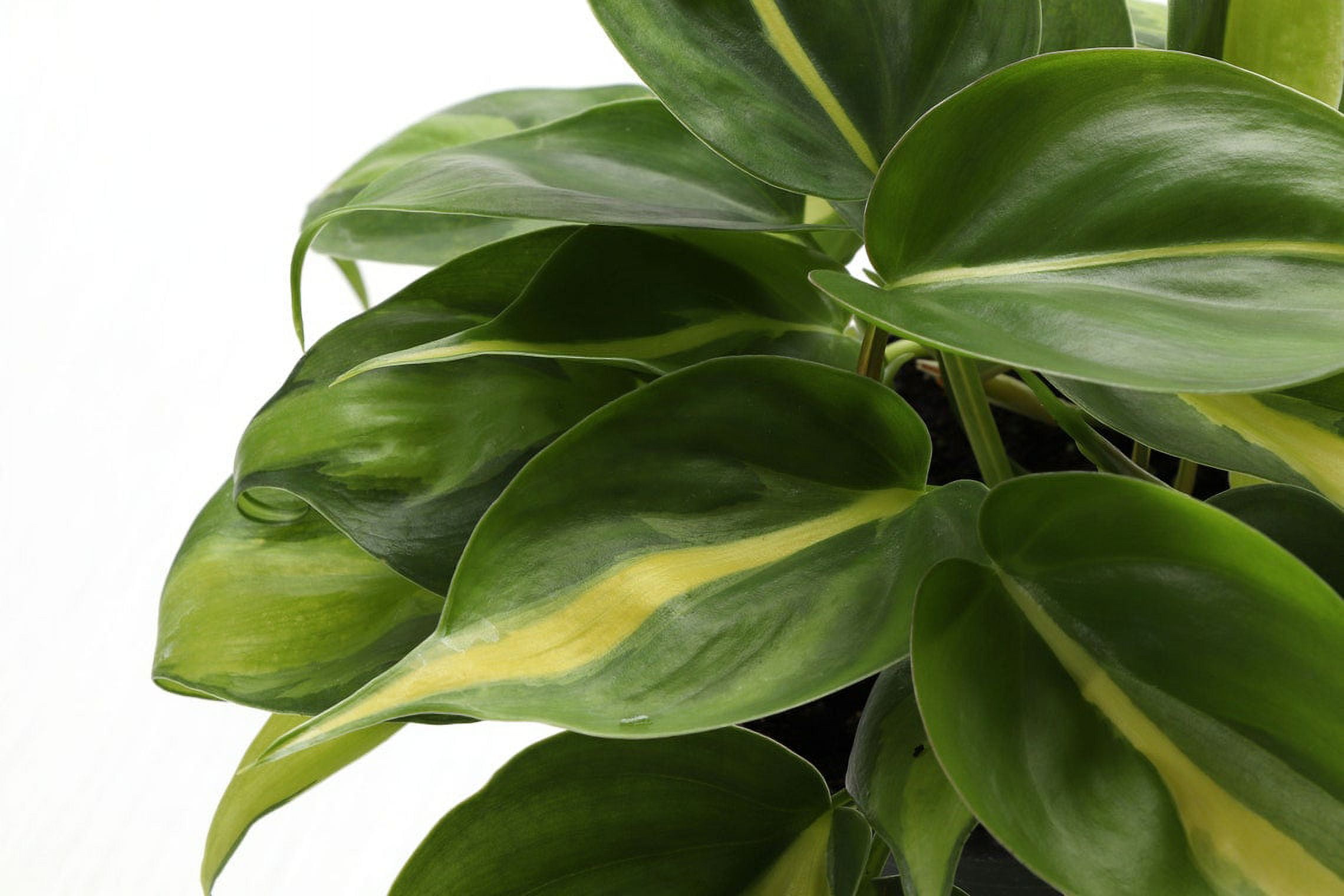 Live Brazil Philodendron Plant - 4" Hanging Pot - Black