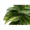 thumbnail image 3 of Live Brazil Philodendron Plant - 4" Hanging Pot - Black, 3 of 5