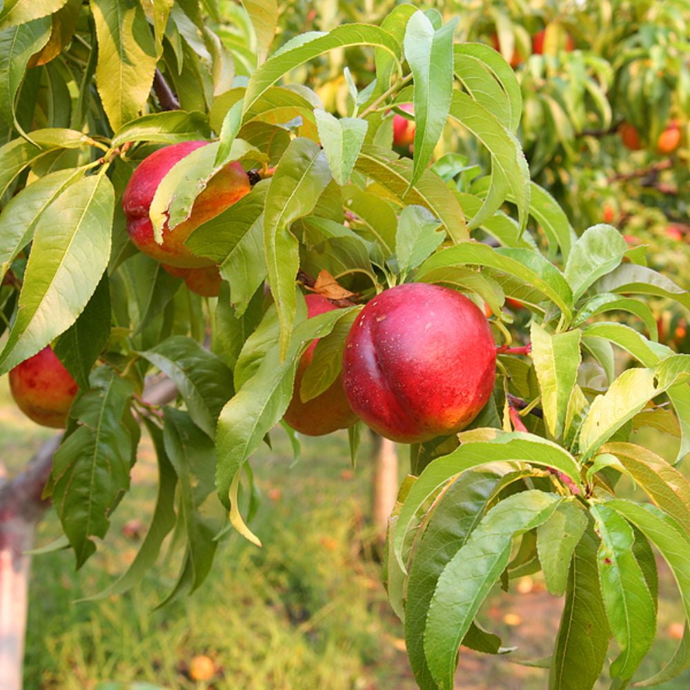 Expert Gardener 2-3 ft tall Sun Raycer Nectarine Live Tree in 5-Gallon Grower Pot