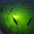 thumbnail image 4 of 2X 70W DC 12V LED Fishing Light 108 LED Bait Submersible Fishing Light Underwater Crappie Lure Green Night Fishing, 4 of 7
