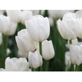 thumbnail image 3 of Pre-Chilled Pure White Tulip Bulbs for Forcing Indoors - Easy to Grow - Grow in Water or Dirt Indoors or Plant Outdoors - Prechilled Indoor Bulbs (10 Bulbs), 3 of 5