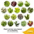 thumbnail image 3 of Exotic Angel Colorama Assorted 4" Foliage House Plant by Costa Farms in 4.4" Decor Pot, 3 of 9