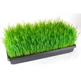 thumbnail image 4 of 9GreenBox 20.5 x 10.1 inches Plant Germination Trays with No Drain Holes, (5-Pack), 4 of 4