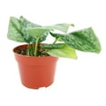 thumbnail image 4 of Silver Splash Pothos - 4 inch + Plastic Pot, 4 of 5