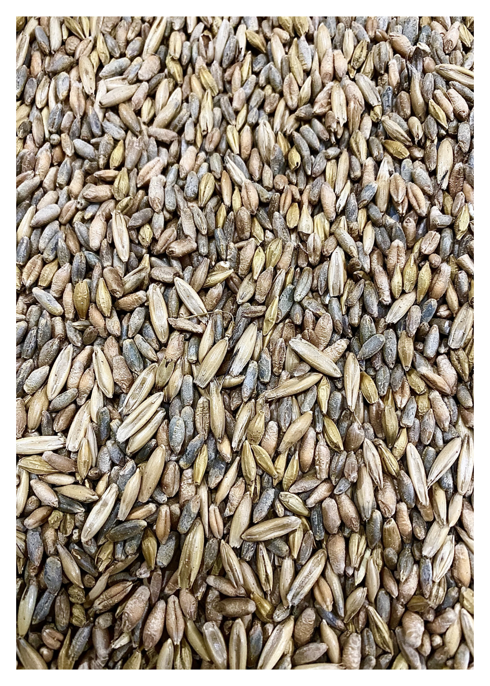 25lb Last Resort Blend Cereal Grain Rye Wheat Oats Triticale Barley