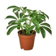 thumbnail image 5 of Schefflera Arboricola -Dwarf Umbrella Tree, 5 of 8
