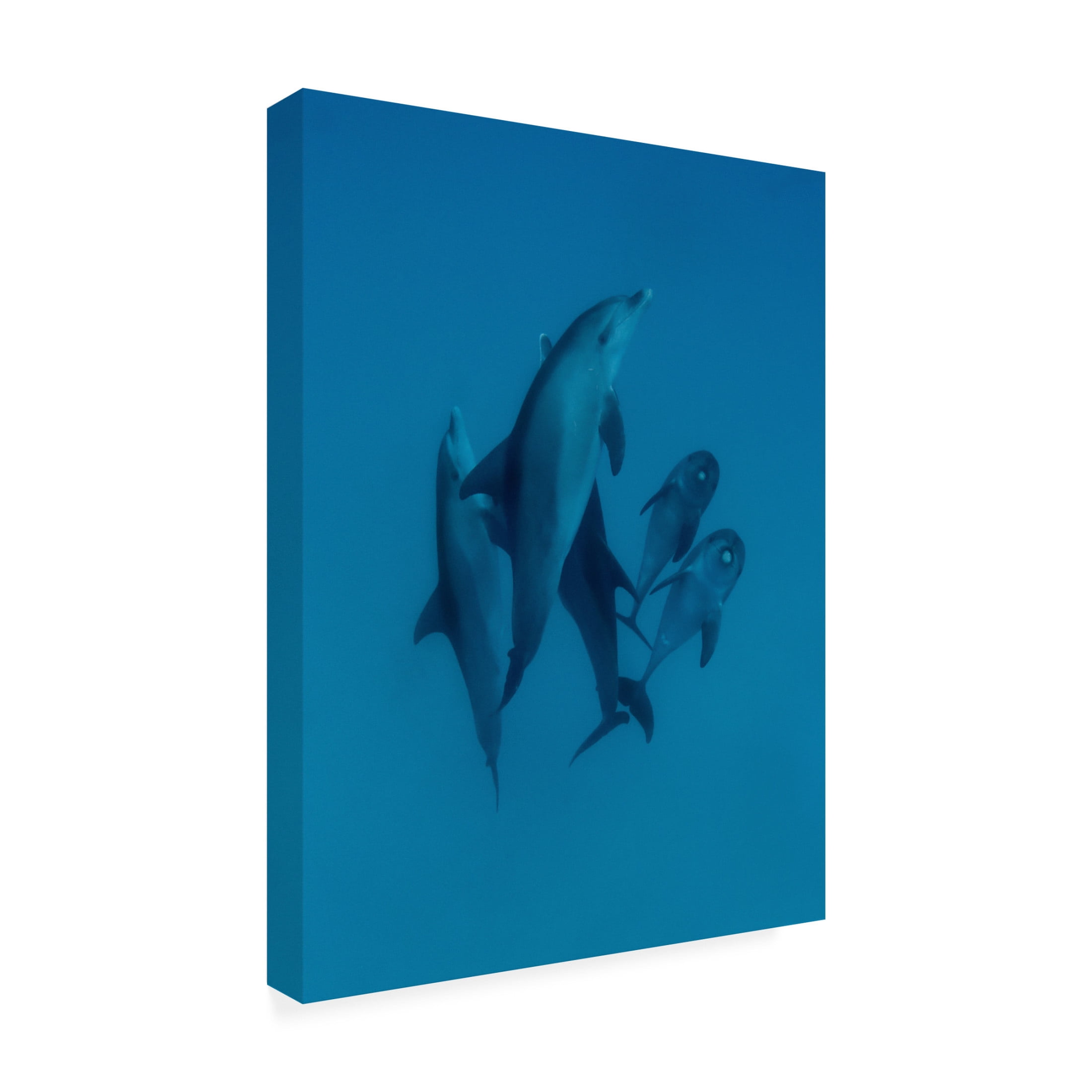 Trademark Fine Art Romano Molinari Dolphins 6 Canvas Wall Art