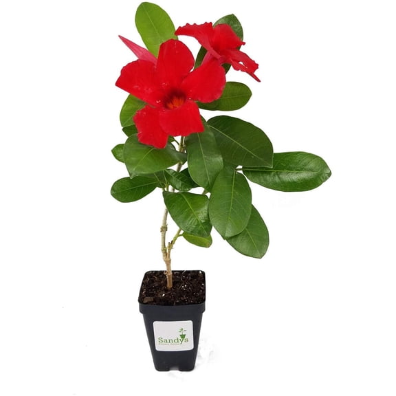 Mandevilla Tropical Plant, Giant Crimson Red Flower, 3 Inch Pot