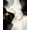 Black, Pattern 1, variant on ODIKA 4'x6' Machine Washable Non-Slip Area Rug, Modern Displaying Abstract Brushstroke Motifs and Subdued Gold Details High Traffic Rug, Black, 79430