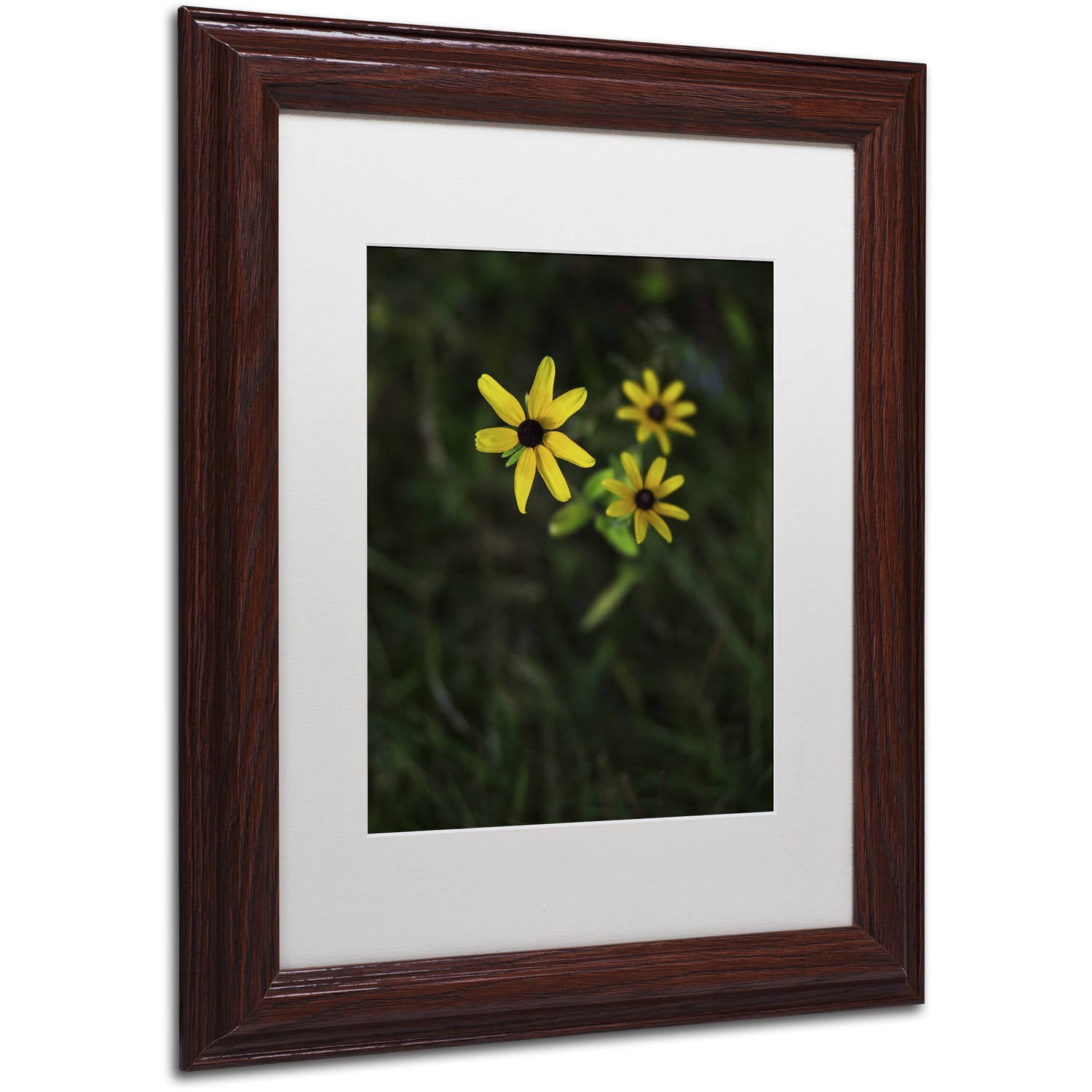 Trademark Fine Art "Brown-Eyed Susan" Canvas Art by Kurt Shaffer, White Matte, Wood Frame