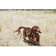thumbnail image 2 of Chuckit! Ultra Dog Ball Rubber Fetch Toy For Dogs, Small 2", For Breeds Up To 20 lb, Pack of 2, 2 of 11