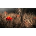 thumbnail image 2 of Quaglia, Nicodemo 14x10 Gold Ornate Wood Framed with Double Matting Museum Art Print Titled - Poppy With Corn, 2 of 4