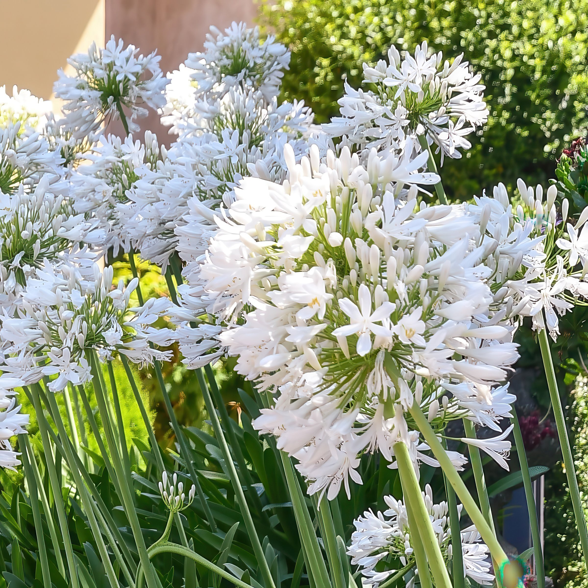 National Plant Network 1 gal. Agapanthus White Live Perennial Plant