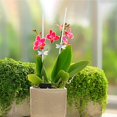 thumbnail image 6 of 20Pcs Plant Stakes,18 inch Clear Acrylic Plant Sticks Orchid Stick Sturdy Support Sticks Garden Stakes Pole for Beans Tomatoes Vegetable and Potted Plants Indoor or Outdoor, 6 of 7