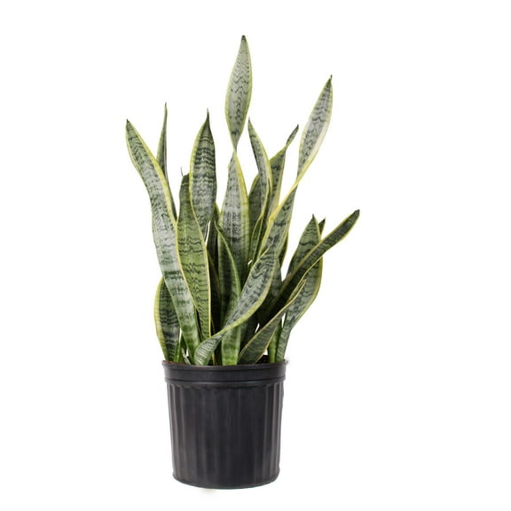 Costa Farms 36" Tall, Snake Plant Bright Indirect Sunlight, Live House Plants, Grow Pot