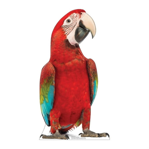 Cardboard People Red Parrot Life Size Cardboard Cutout Standup - Made in USA