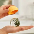 thumbnail image 3 of Molde de bola de hielo congelado, molde de cubitos de hielo esféricos para whisky, bandeja de hielo de silicona de grado alimenticio, artefacto creativo de bola de hielo casero oso de fresa Hogar, 3 of 5