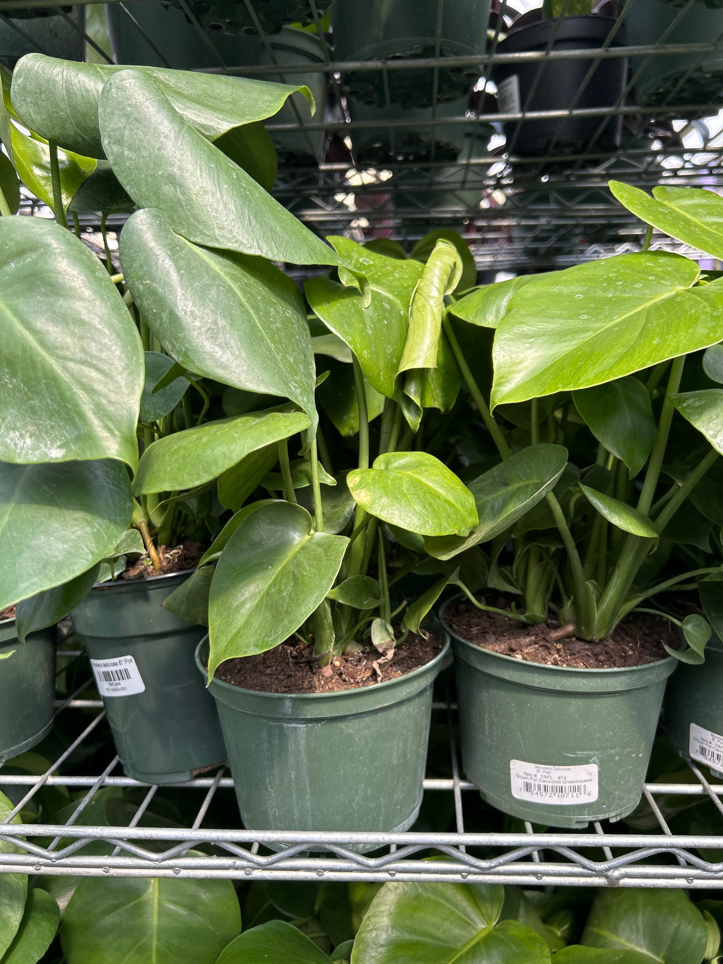RedCrocus Swiss Cheese Plant Monstera deliciosa Indoor Tropical Plant Large Foliage Bright Indirect Light Easy Care Pet Warning 6" Pot